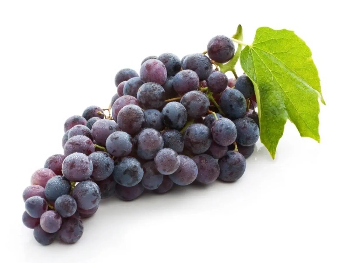 Grape dryer - SnLuck