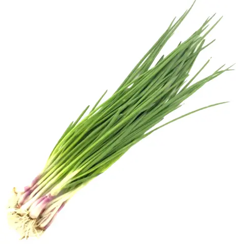 Scallion Dryer - SnLuck